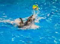 Title: Dive into Delight: A Day at Pattaya Dolphinarium