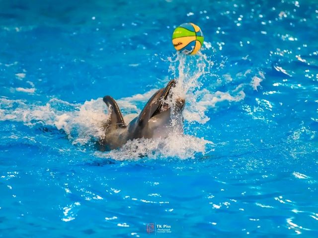 Title: Dive into Delight: A Day at Pattaya Dolphinarium