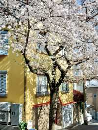🌸 Kobe Sakura Outing — Petal-Perfect Moments