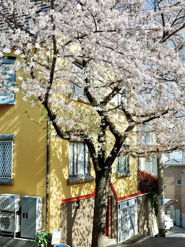 🌸 Kobe Sakura Outing — Petal-Perfect Moments