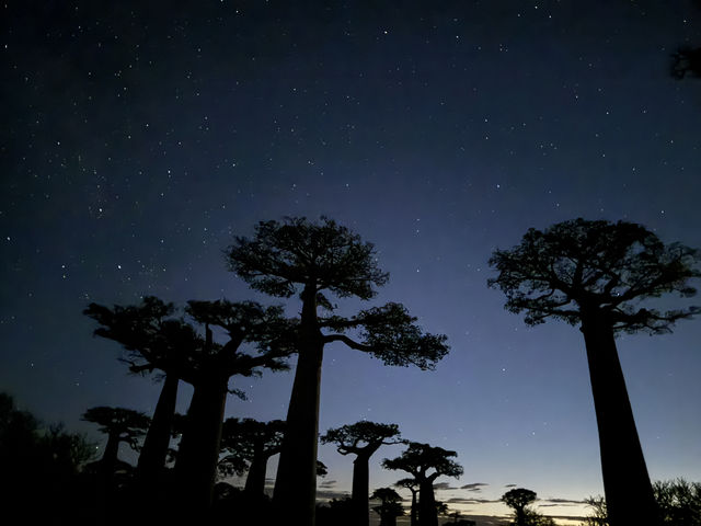 【マダガスカル】星の王子さまの世界🌟バオバブの木