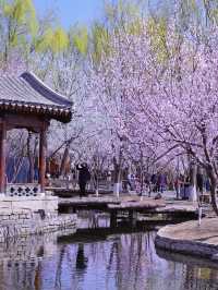 🌸🏮Beijing Spring — The Perfect Place for a Solo Afternoon Stroll