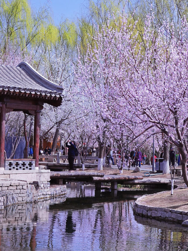 🌸🏮Beijing Spring — The Perfect Place for a Solo Afternoon Stroll