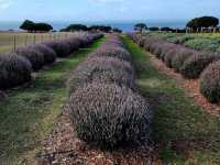 🌿 Churchill Island Weekend Escape: Cows, Lavender & Island Serenity