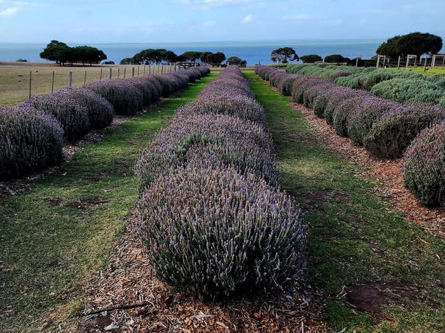 🌿 Churchill Island Weekend Escape: Cows, Lavender & Island Serenity