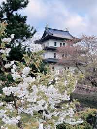 2025五月北海道獨遊追櫻之旅🌸 - 第三彈