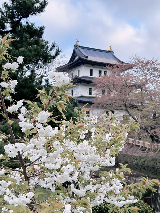 2025五月北海道獨遊追櫻之旅🌸 - 第三彈