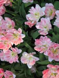 Spring Blossoms from Every Corner