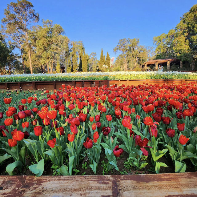 Araluen Botanic Park – A Blooming Wonderland