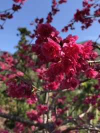 Cherry Blossom Magic in Taichung — Spring in Full Bloom