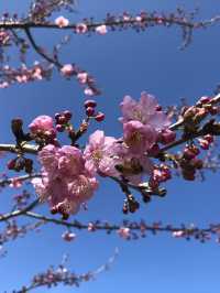 Cherry Blossom Magic in Taichung — Spring in Full Bloom