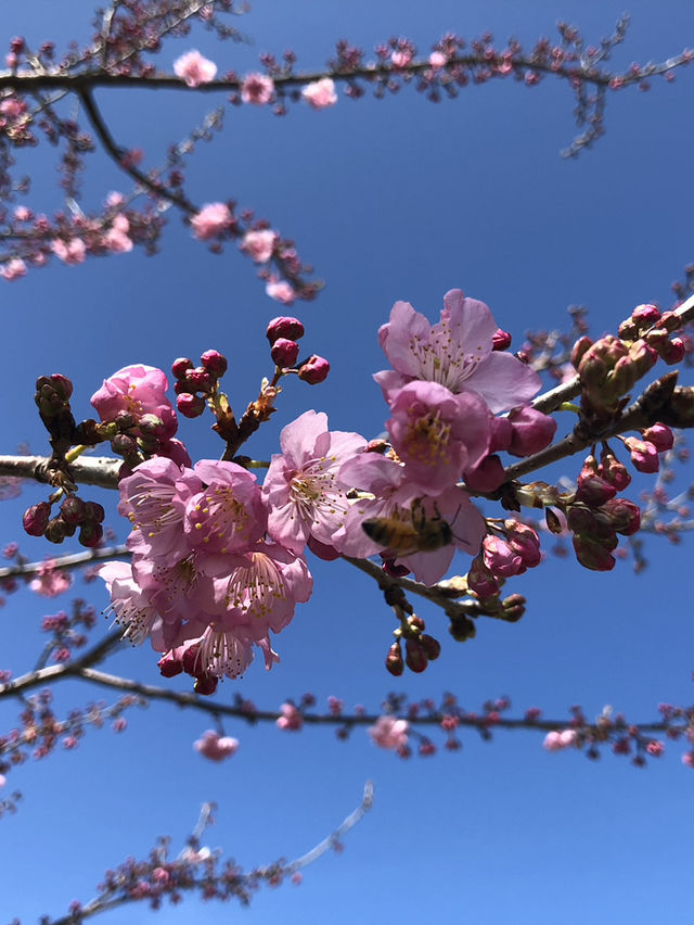 Cherry Blossom Magic in Taichung — Spring in Full Bloom