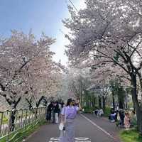 Daejeon in Bloom: A Springtime Escape in Korea’s Science City