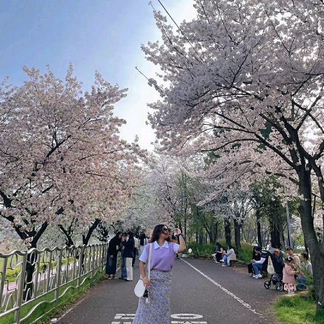 Daejeon in Bloom: A Springtime Escape in Korea’s Science City