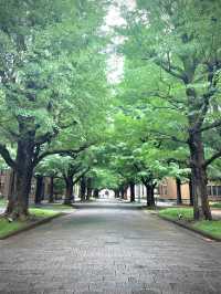 知の殿堂に息づく四季と歴史 ― 東京大学キャンパス散策のすすめ