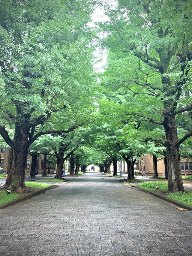 知の殿堂に息づく四季と歴史 ― 東京大学キャンパス散策のすすめ