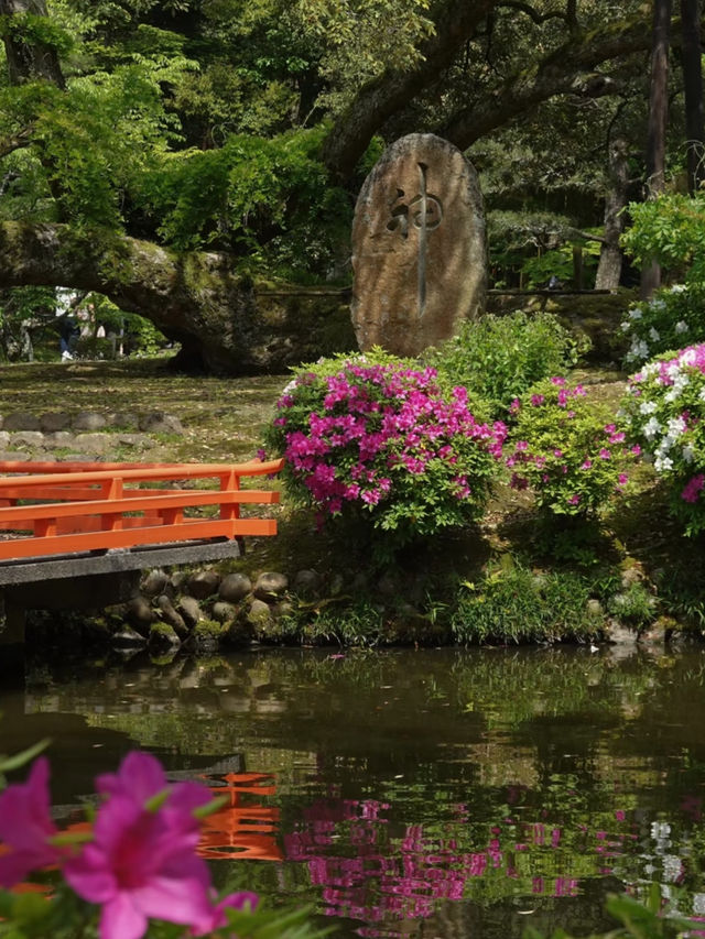 🌸 What’s it like to visit Nara during Wisteria Season? 🌿💜
