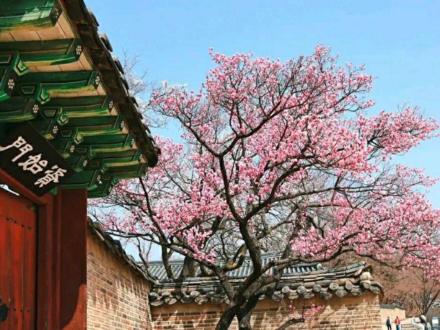 Chuncheon in Bloom: A Serene Cherry Blossom Escape