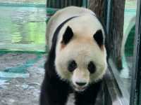 上海動物園一日遊