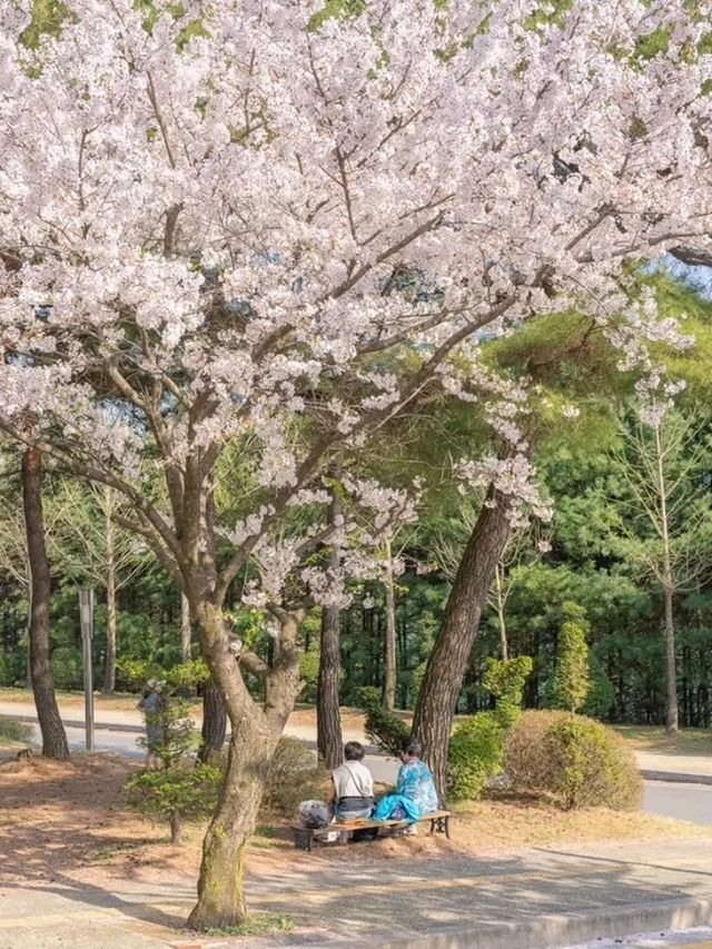 Semyung University: A Tranquil Hub of Innovation in Jecheon
