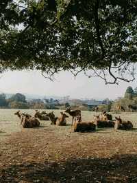 Nara Deer Park: Where Nature, Culture, and Sacred Deer Meet