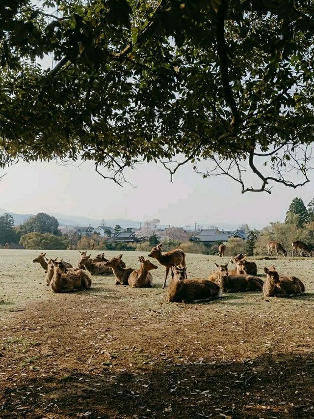 Nara Deer Park: Where Nature, Culture, and Sacred Deer Meet
