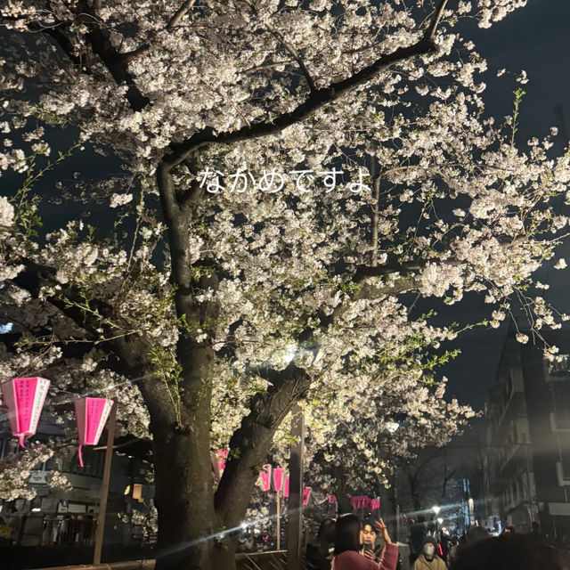 Tokyo Spring Moments