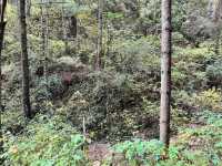 A Hike to Remember in Thimphu -Kuenselphodrang National Park