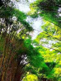 泗水白度竹林