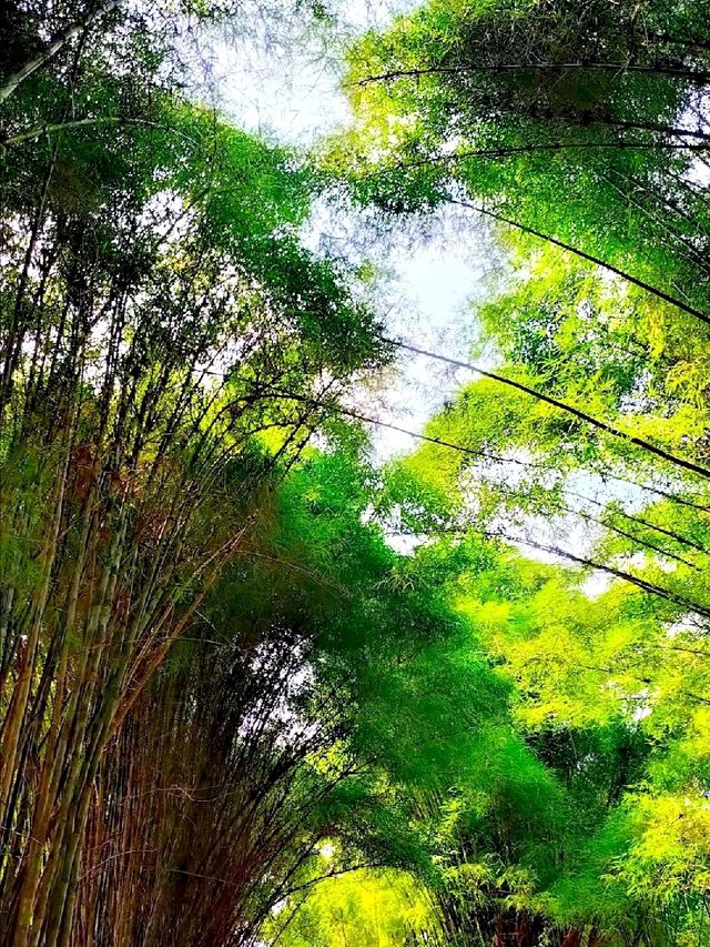 泗水白度竹林