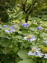 💜繡球花💙大阪長居公園