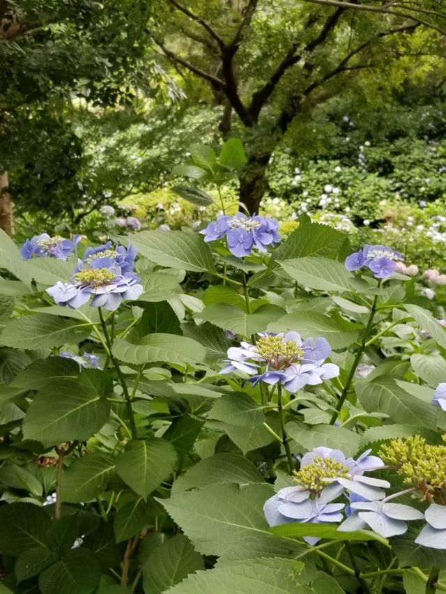 💜繡球花💙大阪長居公園