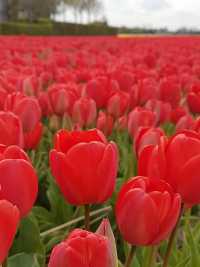 Tulips in Lisse: A Stunning Springtime Spectacle