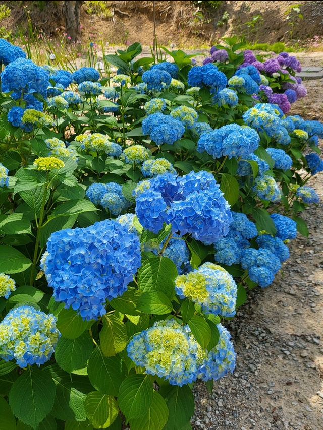 🌳 더숲 밀양, 경남의 숲속 힐링 체험! 