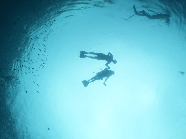🌊【和海中溫柔巨人四目相對的瞬間】🦈💙