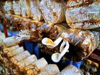 豐年農場結合教育、觀光和休閒，讓野菇的栽種過程透過有趣的方式讓大家認識