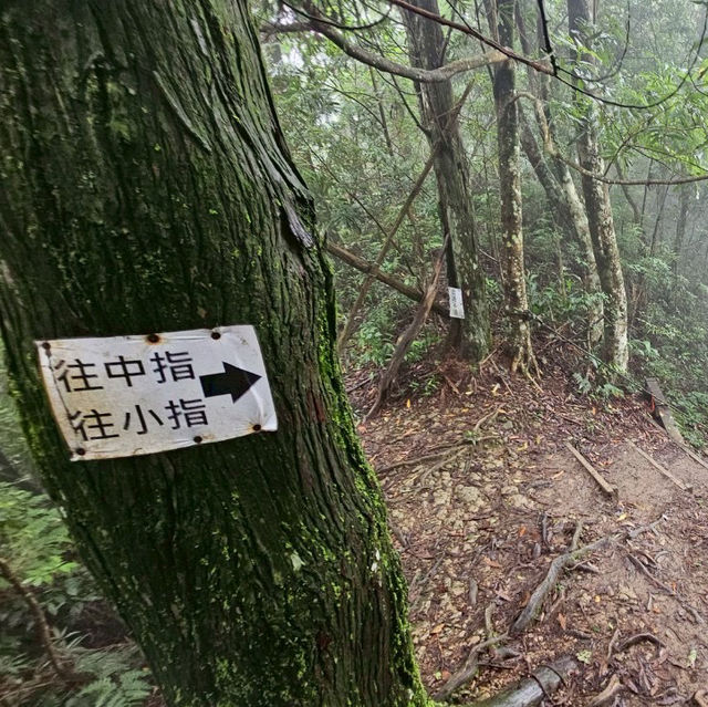 五峰山採桃樂及五指山登山趣