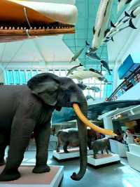 Discover Nature’s Wonders, Dinosaurs & more for Free! A Day at London’s Natural History Museum. 