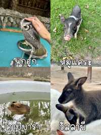 1 Day Trip 🪿Alpaca Hill ราชบุรี!🚗💨
