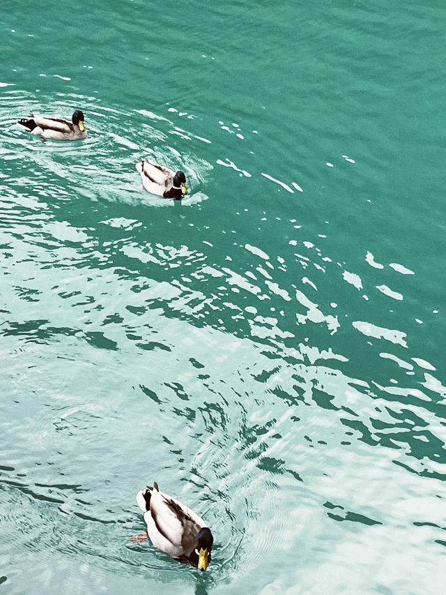 A Boat Trip to Remember on Lake Brienz Quay