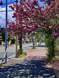 โอซาก้า🇯🇵