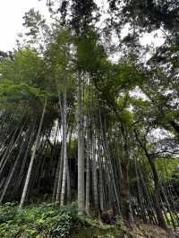 円覚寺って、“禅のお寺”って聞くけど…正直、何すればいいの？🇯🇵✈️🌎