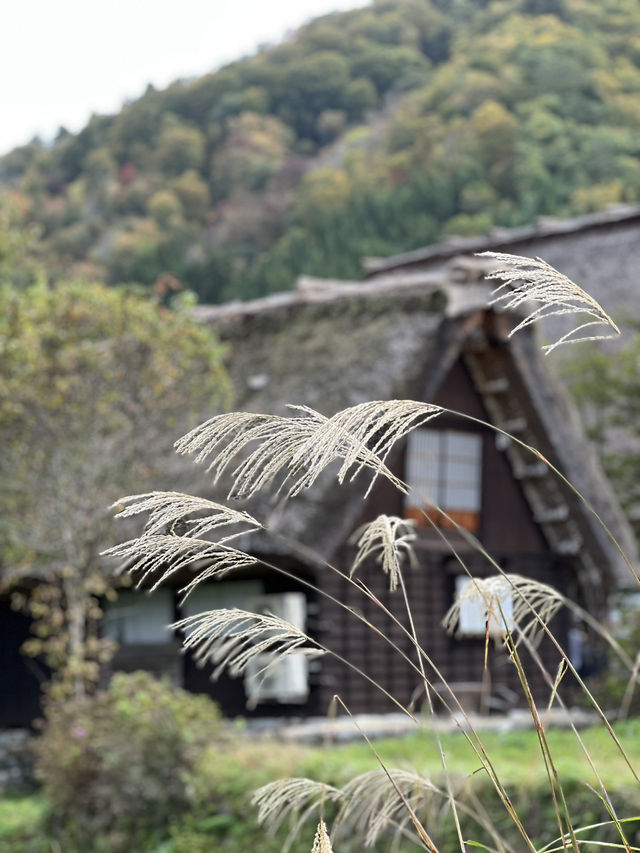  🏞️走進童話山村｜白川鄉合掌村秋日漫遊