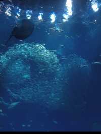 🐬【茨城・大洗 アクアワールド茨城県大洗水族館】海と“新世”の感動を1日中楽しめる！✨