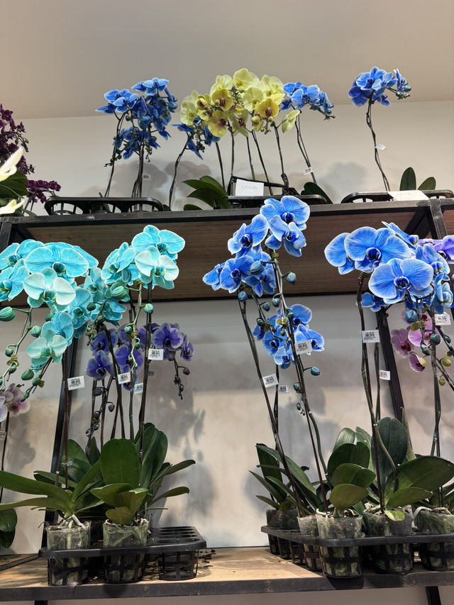 Bloom therapy 
