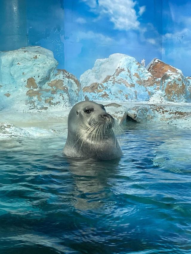 鴨川シーワールドで心がほどける旅