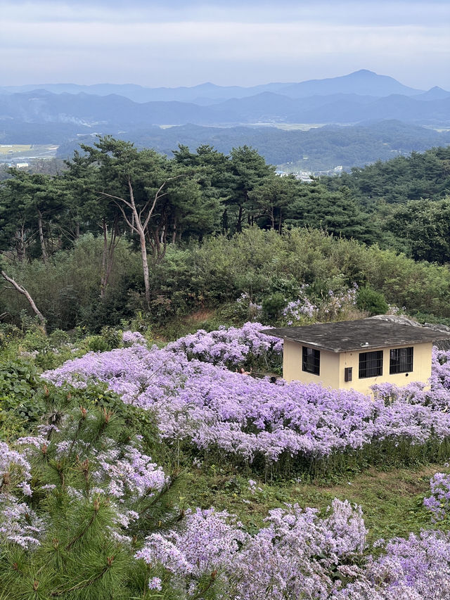 문경 봉천사 개미취 여행코스 추천💜