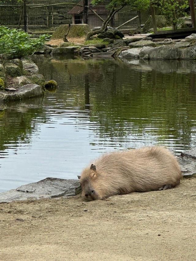 長崎Bio park- 教育與感動兼具的動物園