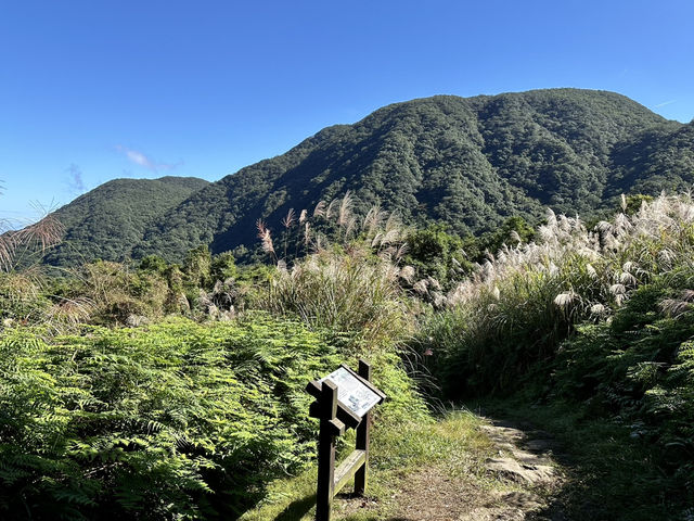 秋芒。金包里大道（魚路古道）