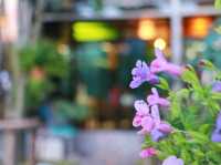 บ้านสวนศรีจันทร์